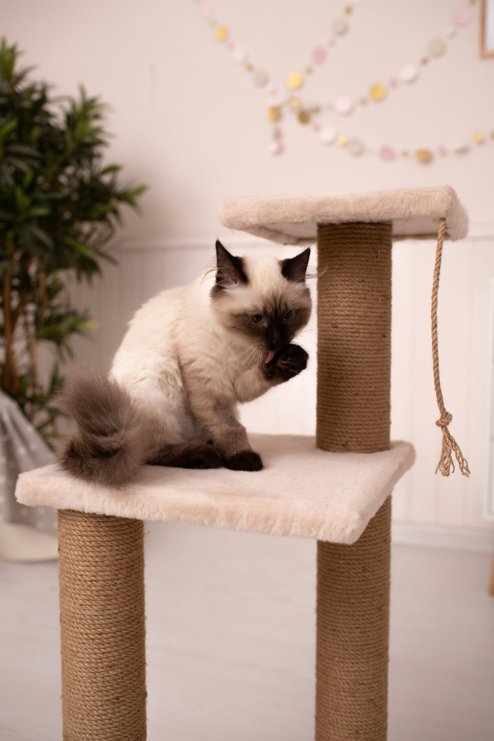 A full-body studio portrait of a Somali cat with a ruddy coat and striking green eyes sitting against a white background.